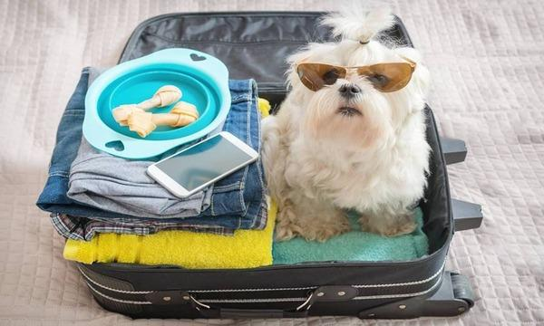 viajar-com-animais-de-estimacao-o-que-ter-em-conta-1
