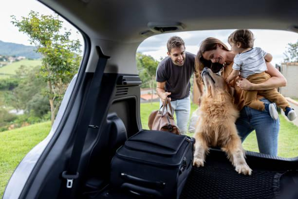 viajar-com-animais-de-estimacao-o-que-ter-em-conta